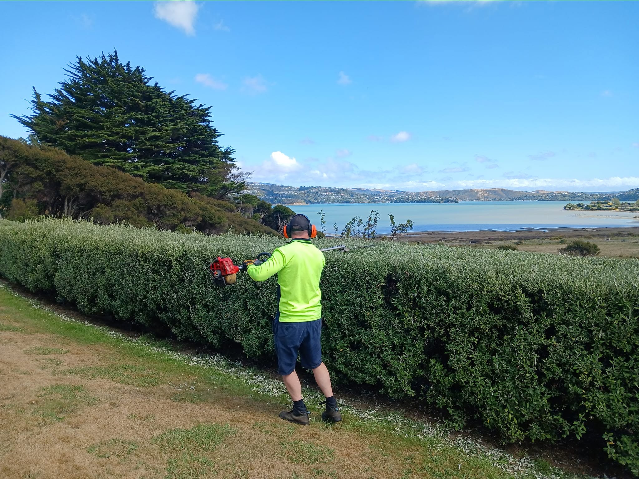 Worker trimming a long hedge with harbour views in the background