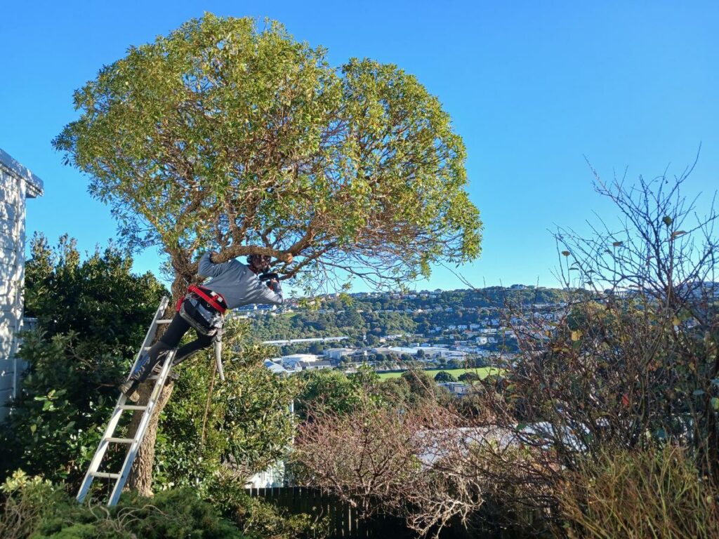 All Lifestyles Property Maintenance completing tree work on a Wellington hillside property